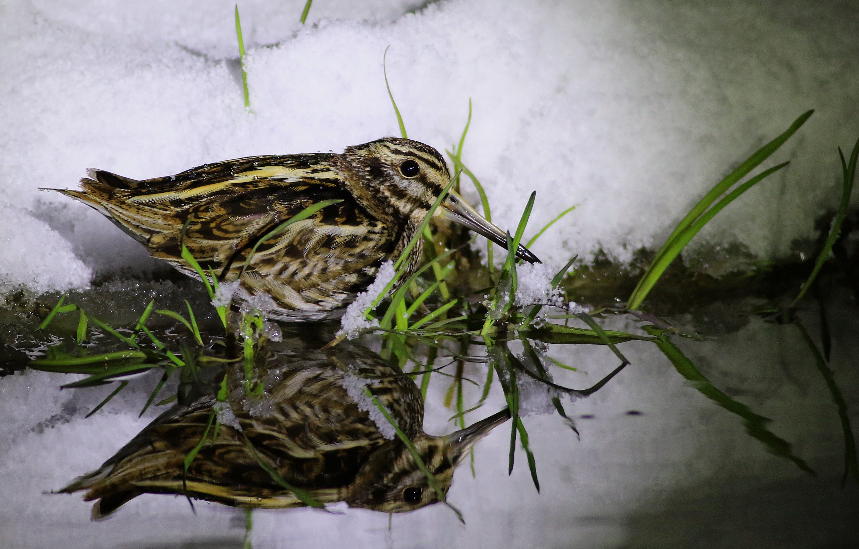 Jack Snipe